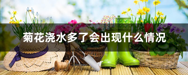 菊花浇水多了会出现什么情况 菊花浇水多了会出现什么情况