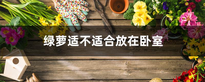 绿萝适不适合放在卧室 绿萝适不适合放在卧室