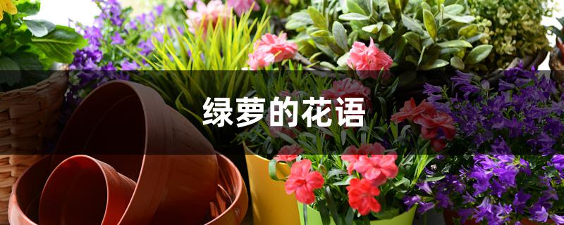 绿萝的花语 绿萝的花语