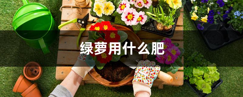 绿萝用什么肥 绿萝用什么肥