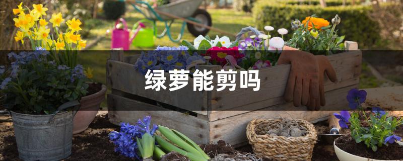 绿萝能剪吗 绿萝能剪吗