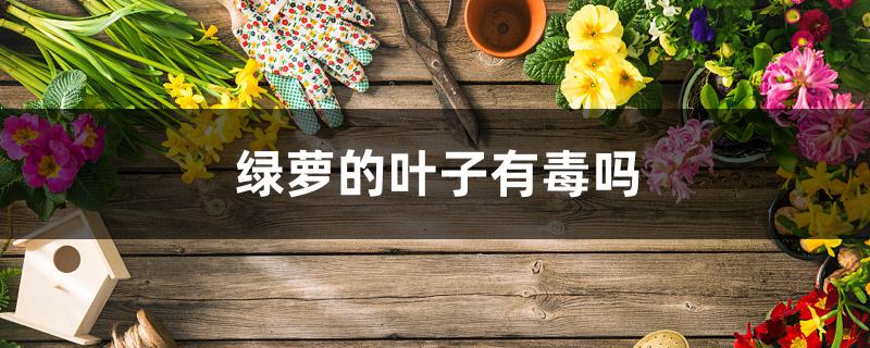 绿萝的叶子有毒吗 绿萝的叶子有毒吗