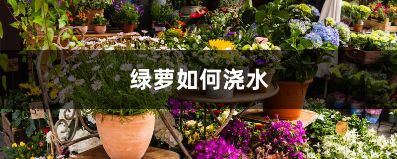 绿萝如何浇水 绿萝如何浇水