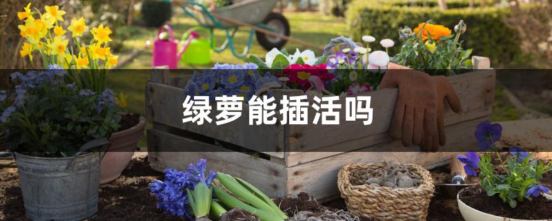 绿萝能插活吗 绿萝能插活吗