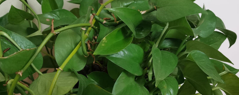 绿萝叶子怎么变大,有大叶品种吗 绿萝叶子怎么变大,有大叶品种吗