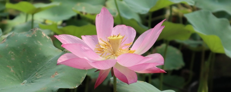荷花发芽以后怎么养,发芽后要注意点什么 荷花发芽以后怎么养,发芽后要注意点什么