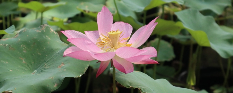 养荷花无淤泥怎么办,养护应该注意什么 养荷花无淤泥怎么办,养护应该注意什么