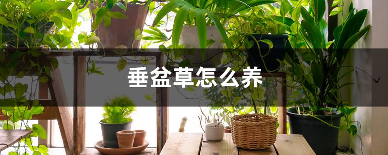 垂盆草怎么养,可以在室内养吗 垂盆草怎么养,可以在室内养吗