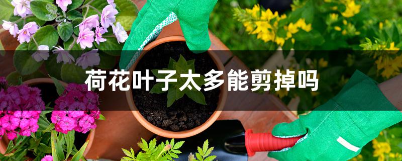 荷花叶子太多能剪掉吗 荷花叶子太多能剪掉吗