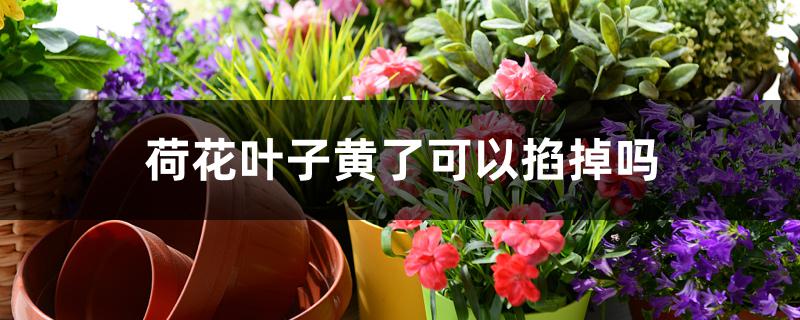 荷花叶子黄了可以掐掉吗 荷花叶子黄了可以掐掉吗