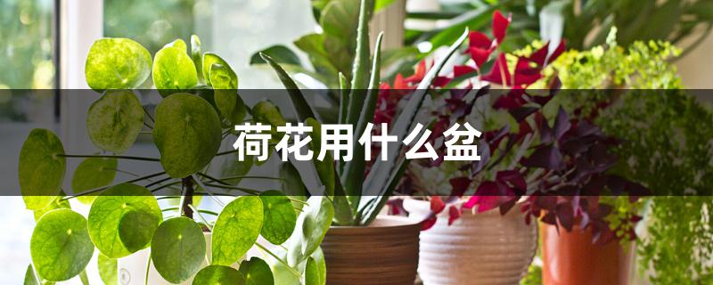 荷花用什么盆 荷花用什么盆