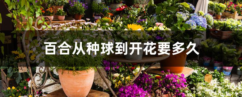 百合从种球到开花要多久 百合从种球到开花要多久