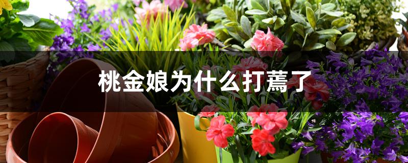 桃金娘为什么打蔫了 桃金娘为什么打蔫了