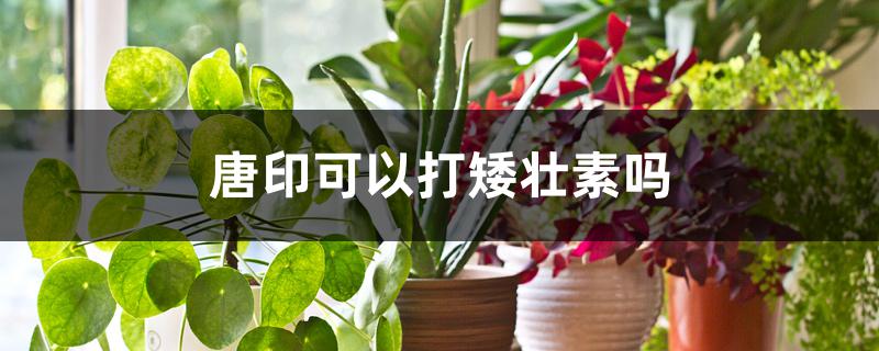 唐印可以打矮壮素吗 唐印可以打矮壮素吗