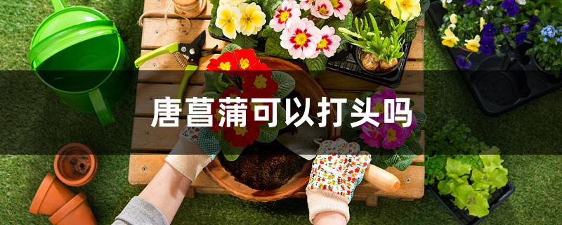 唐菖蒲可以打头吗 唐菖蒲可以打头吗