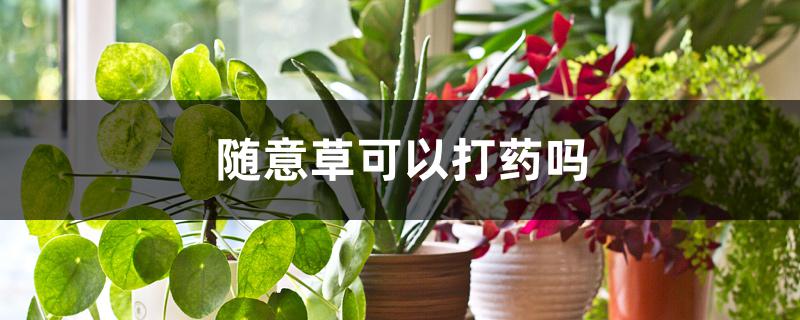 随意草可以打药吗 随意草可以打药吗