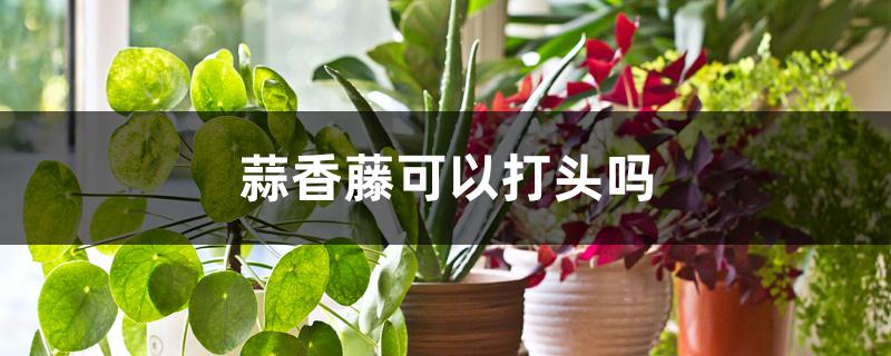 蒜香藤可以打头吗 蒜香藤可以打头吗