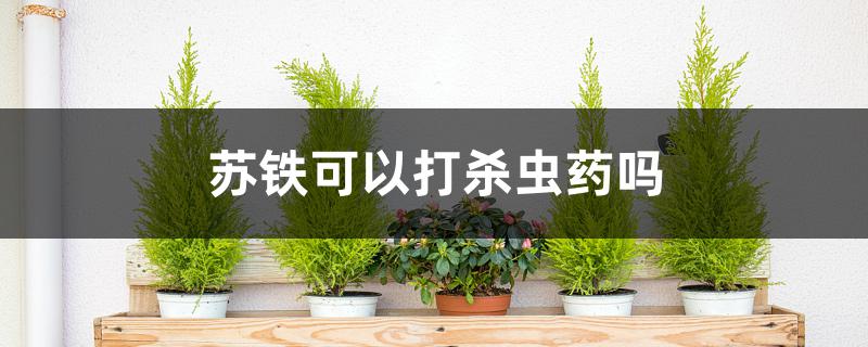 苏铁可以打杀虫药吗 苏铁可以打杀虫药吗