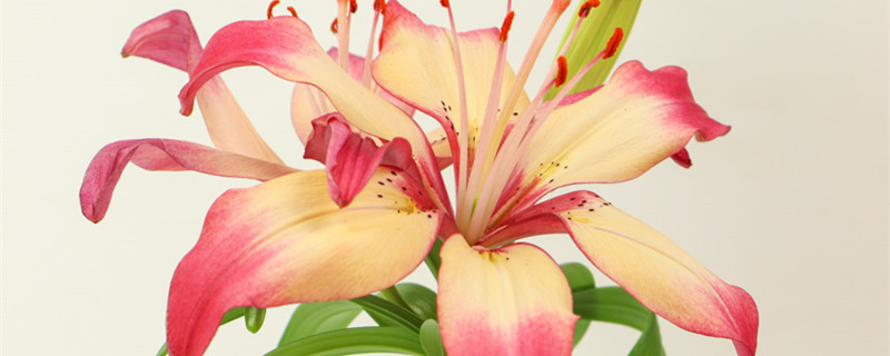 百合不开花怎么办,什么时候开花 百合不开花怎么办,什么时候开花