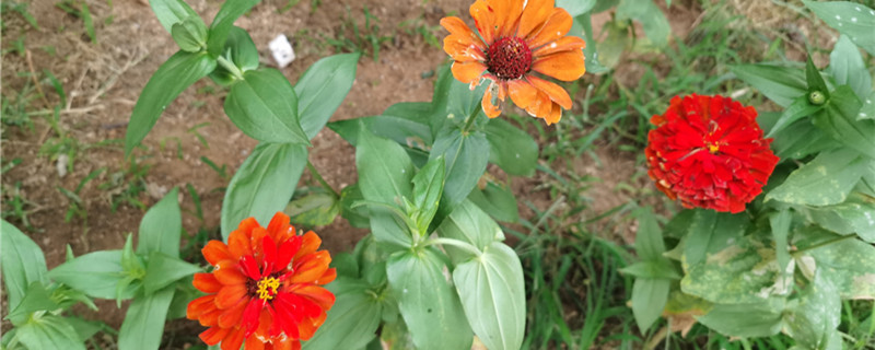 百日草种子的种植方法，种子要浸泡吗