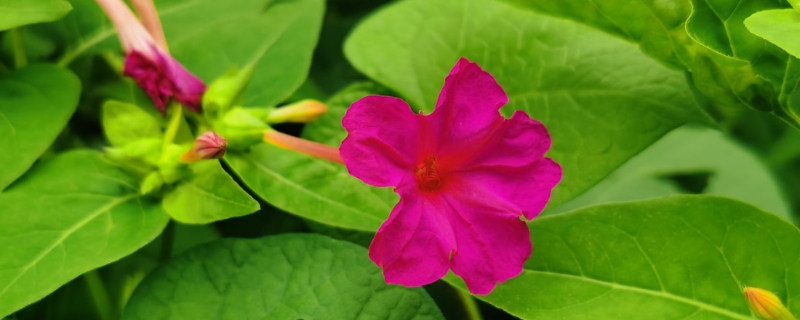 紫茉莉怎么种植,适合在家养吗 紫茉莉怎么种植,适合在家养吗