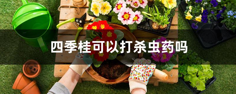 四季桂可以打杀虫药吗 四季桂可以打杀虫药吗