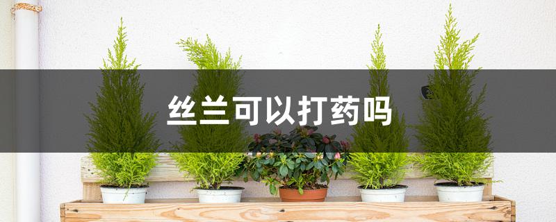 丝兰可以打药吗 丝兰可以打药吗