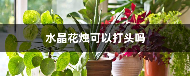 水晶花烛可以打头吗 水晶花烛可以打头吗
