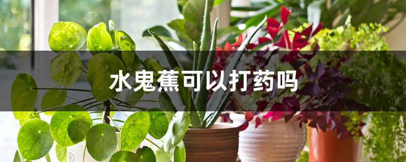 水鬼蕉可以打药吗 水鬼蕉可以打药吗