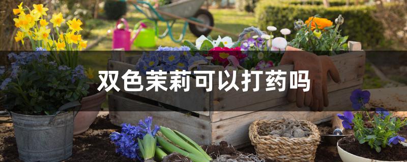 双色茉莉可以打药吗 双色茉莉可以打药吗