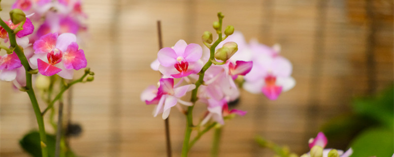 蝴蝶兰怎么养才会开花,花谢后怎么处理 蝴蝶兰怎么养才会开花,花谢后怎么处理