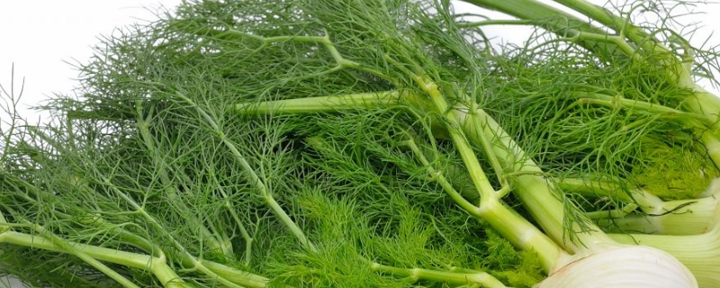 茴香种植时间和方法,多久浇一次水 茴香种植时间和方法,多久浇一次水