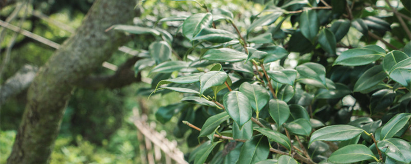 山茶树苗怎样种植,要注意什么 山茶树苗怎样种植,要注意什么