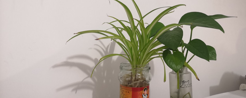 水培植物怎么养才能更旺盛,水里加什么好 水培植物怎么养才能更旺盛,水里加什么好