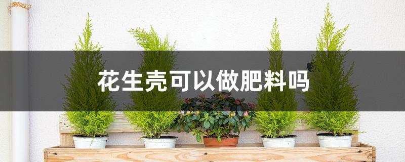 花生壳可以做肥料吗 花生壳可以做肥料吗