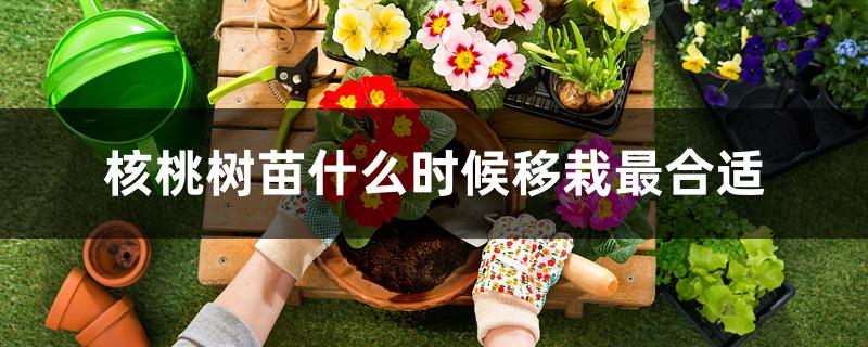 核桃树苗什么时候移栽最合适 核桃树苗什么时候移栽最合适
