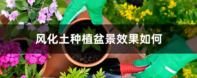风化土种植盆景效果如何 风化土种植盆景效果如何