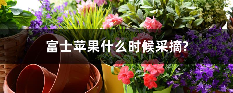 富士苹果什么时候采摘? 富士苹果什么时候采摘?