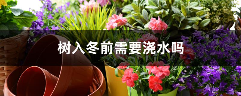 树入冬前需要浇水吗 树入冬前需要浇水吗