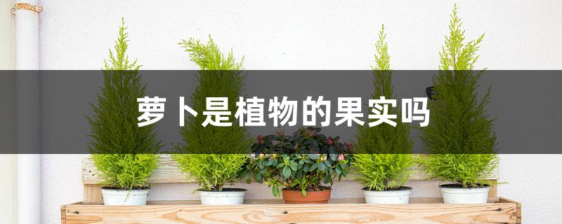 萝卜是植物的果实吗 萝卜是植物的果实吗