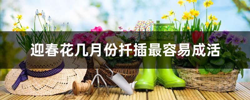 迎春花几月份扦插最容易成活 迎春花几月份扦插最容易成活