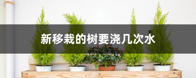 新移栽的树要浇几次水 新移栽的树要浇几次水