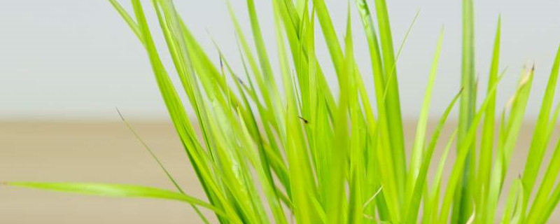 黄金姬菖蒲盆景怎么养,可以水培吗 黄金姬菖蒲盆景怎么养,可以水培吗