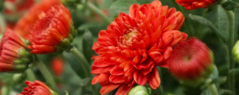 养菊花需要注意什么,怎么养才好 养菊花需要注意什么,怎么养才好