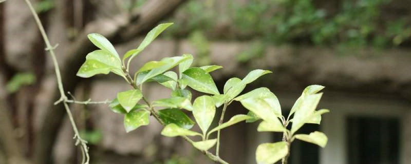 冬青的花语和寓意,基本介绍 冬青的花语和寓意,基本介绍