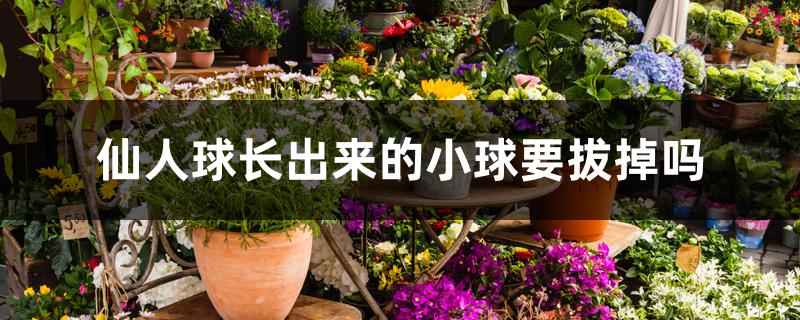 仙人球长出来的小球要拔掉吗 仙人球长出来的小球要拔掉吗