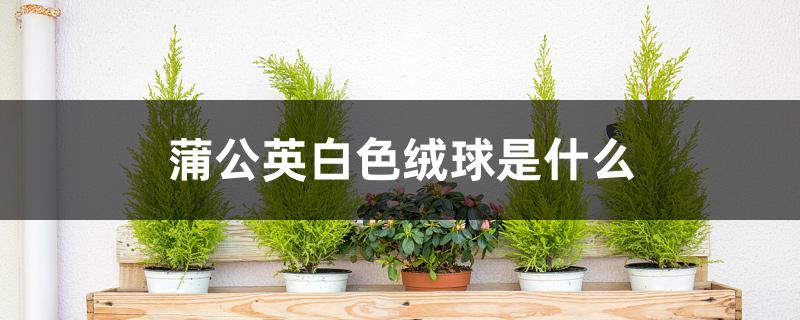 蒲公英白色绒球是什么 蒲公英白色绒球是什么