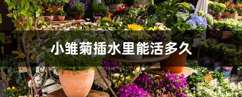 小雏菊插水里能活多久 小雏菊插水里能活多久