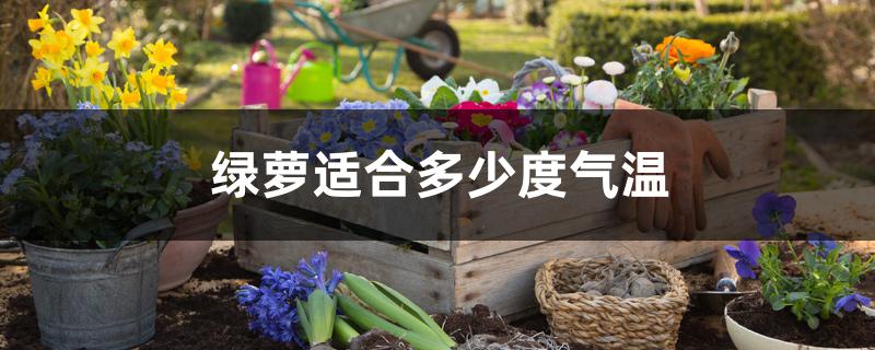 绿萝适合多少度气温 绿萝适合多少度气温