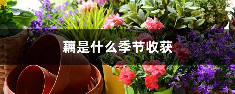 藕是什么季节收获 藕是什么季节收获
